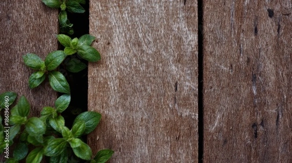 Obraz 木の板と緑の葉がある場面