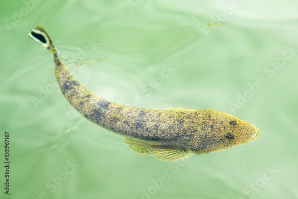 Obraz 青潮で浮上してきたマゴチ