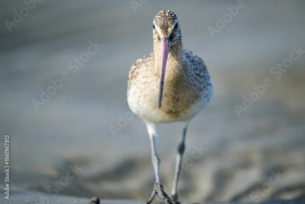 Obraz 正面から見るオオソリハシシギ