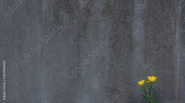 Obraz 壁の近くに咲く黄色い花とコンクリート