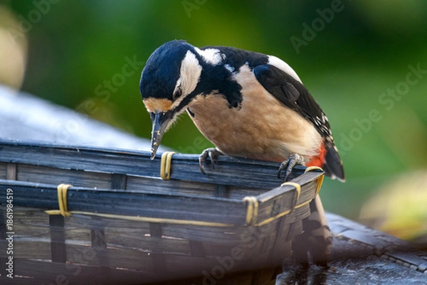 Fototapeta Pic épeiche