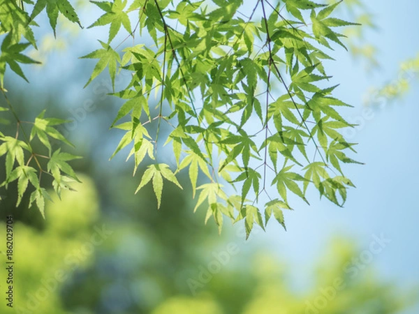 Fototapeta 青もみじ(green maple leaves)