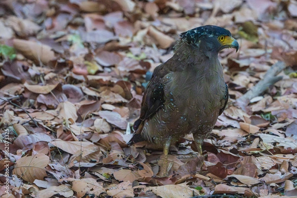 Obraz Cerpent crested eagle (Spilornis cheela)