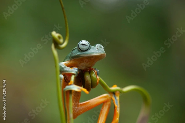 Obraz Green Frog in Branch