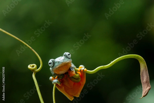 Obraz Green Frog in Branch