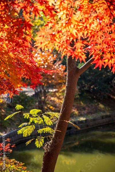 Obraz 창덕궁 후원