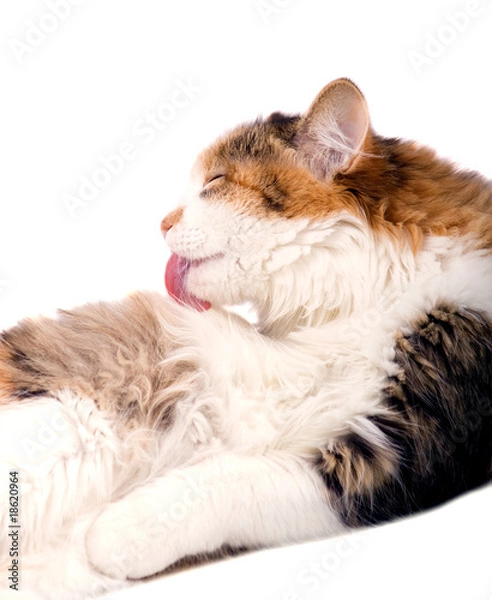 Obraz The nice kitten washes on the white background