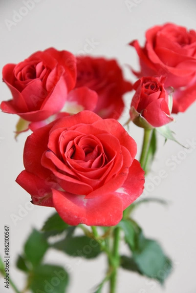 Obraz スプレーばら