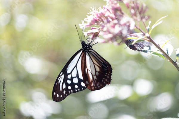 Obraz フジバカマに来たアサギマダラ