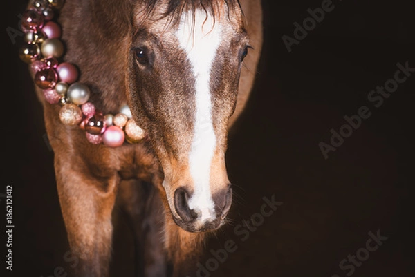 Obraz Pferd /weihnachtlich