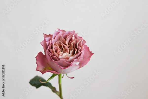 Obraz テナチュール