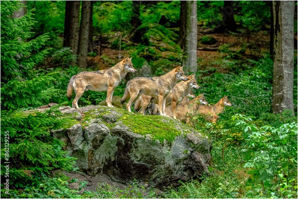 Fototapeta Wolfsrudel