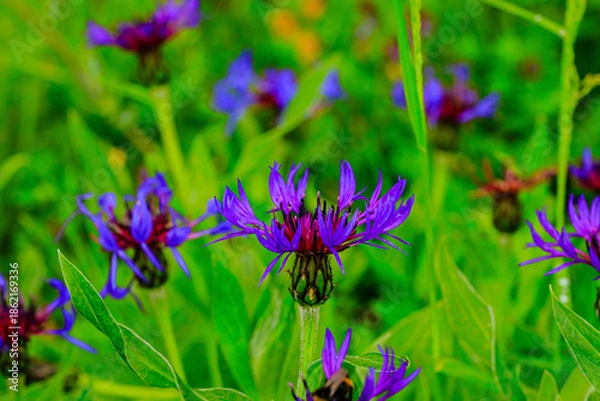 Fototapeta Flockenblume