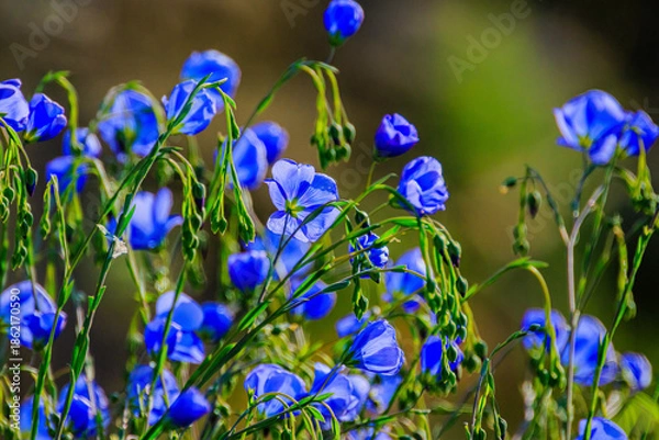 Fototapeta Blauer Lein