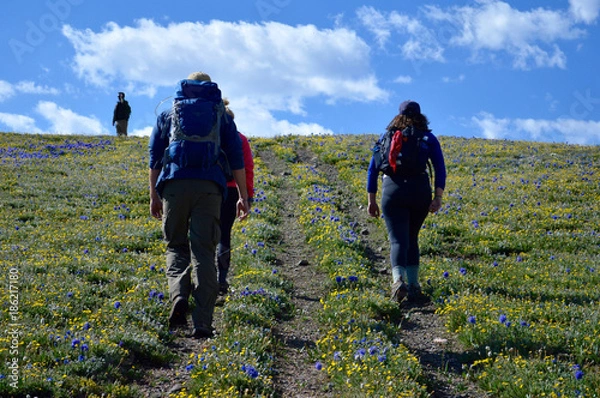 Obraz Beartooth Wildflowers 3