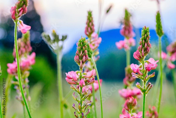 Fototapeta Saat-Esparsette