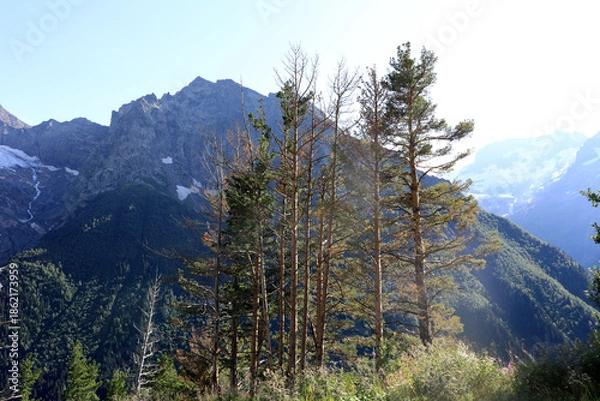 Obraz Pine tree forest with mountain range background
