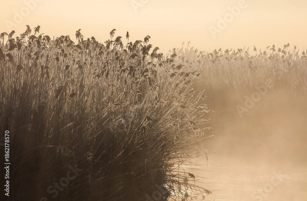 Obraz Zimowe Trzcinowisko ,