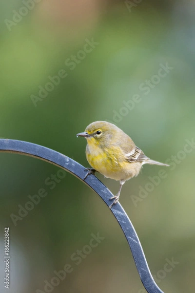 Obraz Pretty Pine Warbler taking a rest