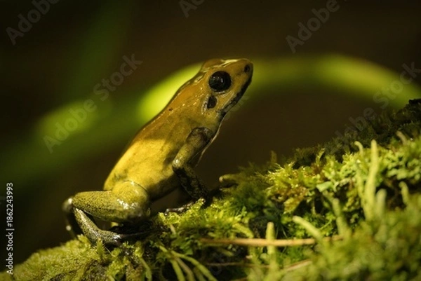 Obraz Poison dart frog