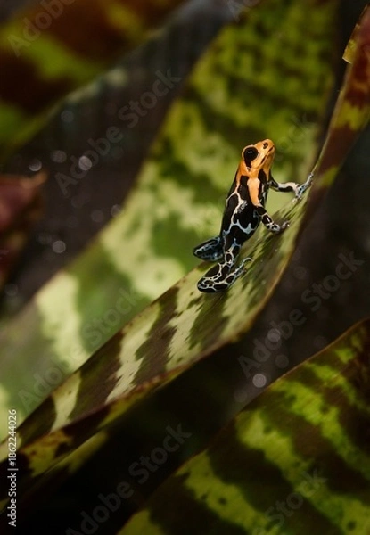 Obraz Poison dart frog