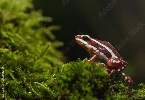 Obraz Poison dart frog