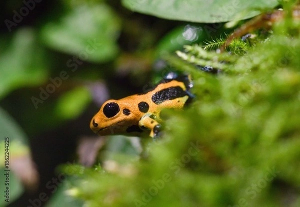 Obraz Poison dart frog