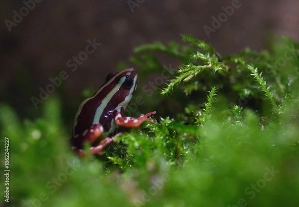 Obraz Poison dart frog