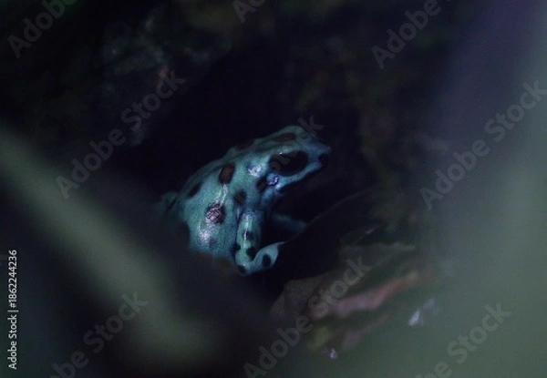 Obraz Poison dart frog