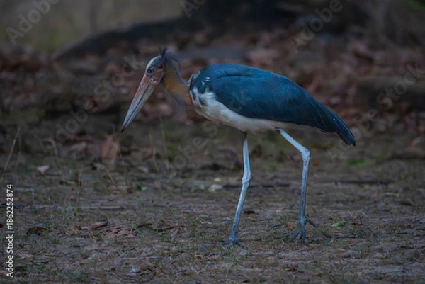 Obraz Lesser adjutant stork (Leptoptilos javanicus)