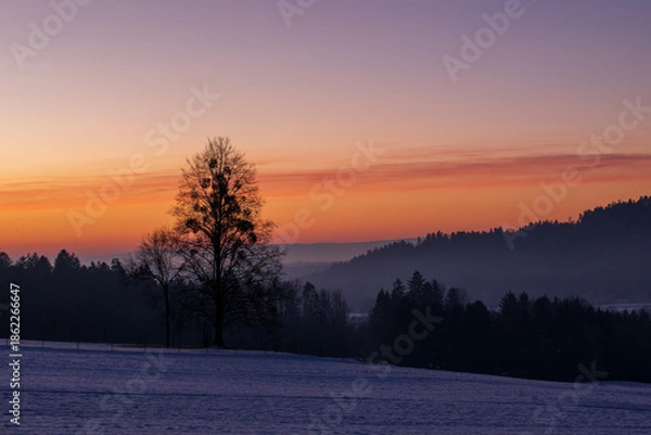 Fototapeta A snow-covered landscape with a single very tall tree in the early morning, just before sunrise.