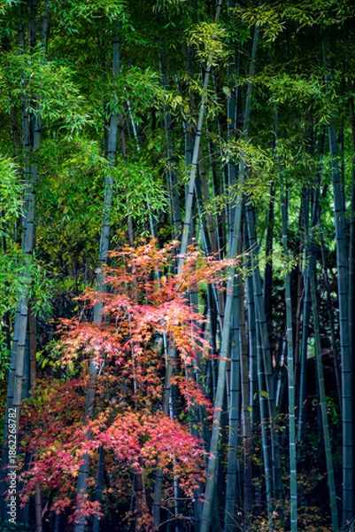 Fototapeta 鎌倉251227　建長寺3　半僧坊