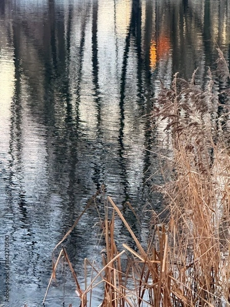 Obraz trees reflection on the water surface, beautiful water reflection background