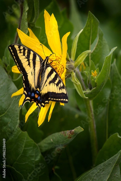 Obraz Butterfly Bloom