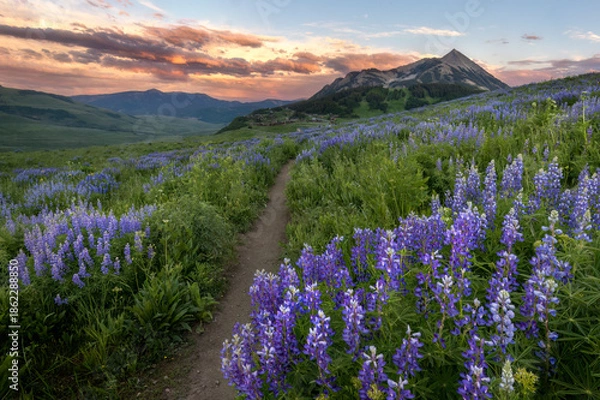 Obraz Lupine Trail Sunset