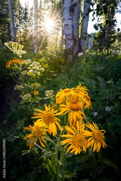 Obraz Wildflower Sunburst