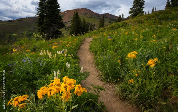 Obraz meadow with flowers