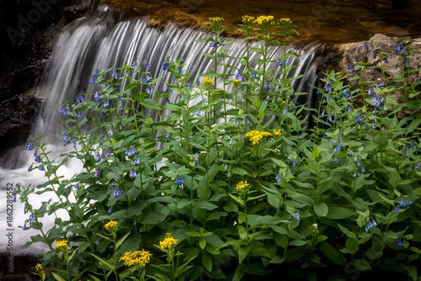 Obraz Waterfall and Flowers