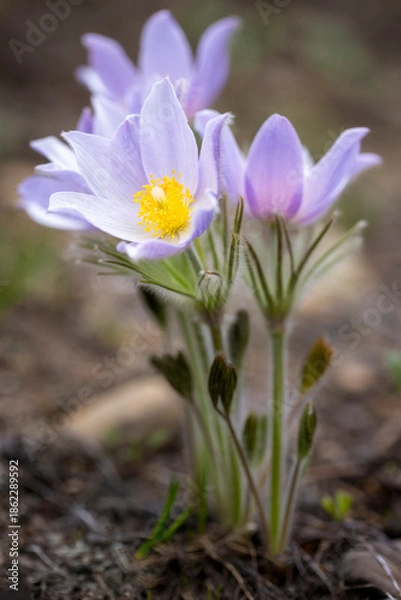 Obraz spring crocus flowers