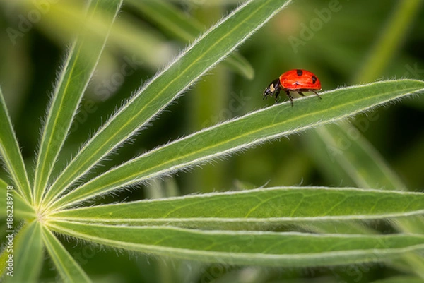 Obraz ladybug on green leaf