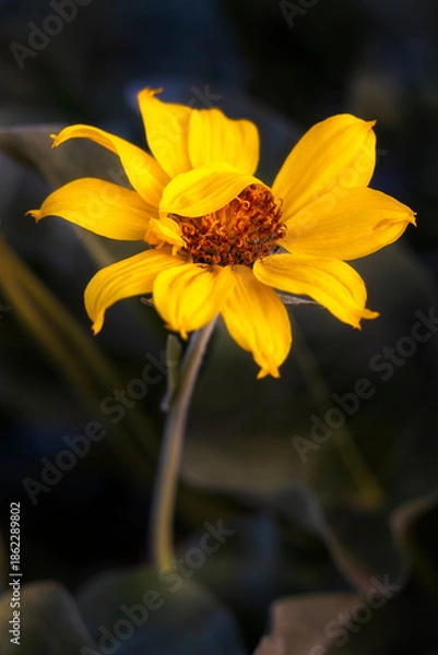 Obraz Sunflower Portrait