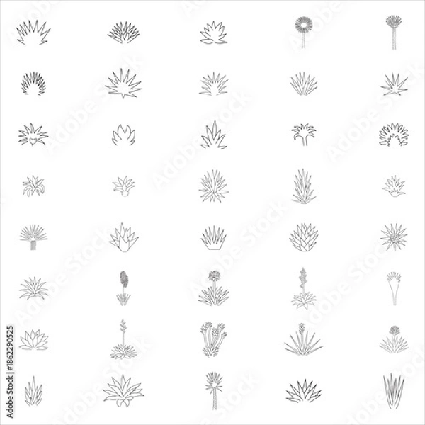 Obraz Yucca Clip Art 
