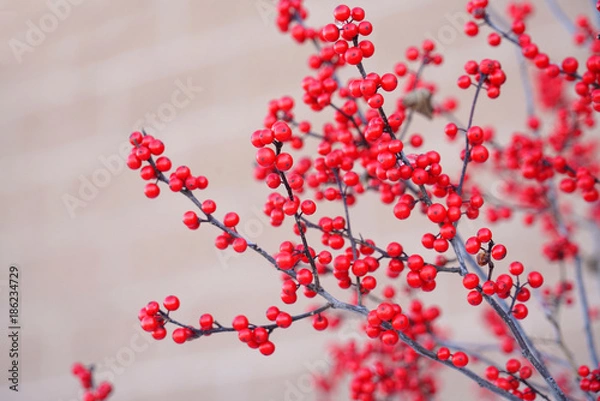 Fototapeta Red berry fruit on the tree branch in winter