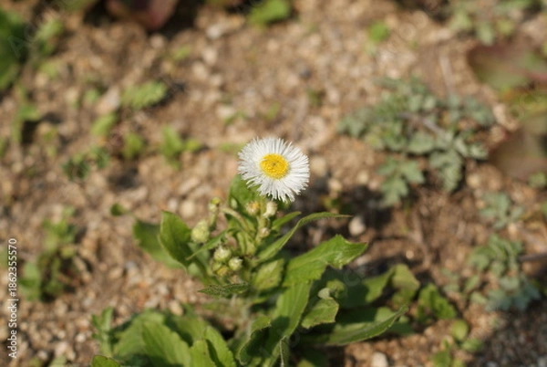 Obraz 地面に咲く一輪の白い花と葉っぱ