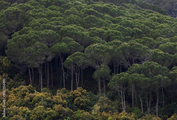 Obraz Pine Grove, Lebanon