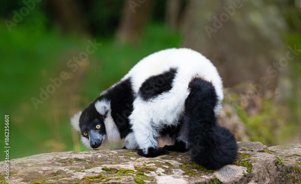 Obraz Black and White Lemur