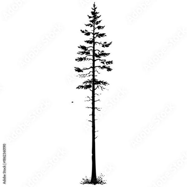 Fototapeta Tall tree silhouette surrounded by empty space