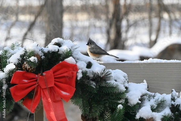 Fototapeta Tufted titmouse
