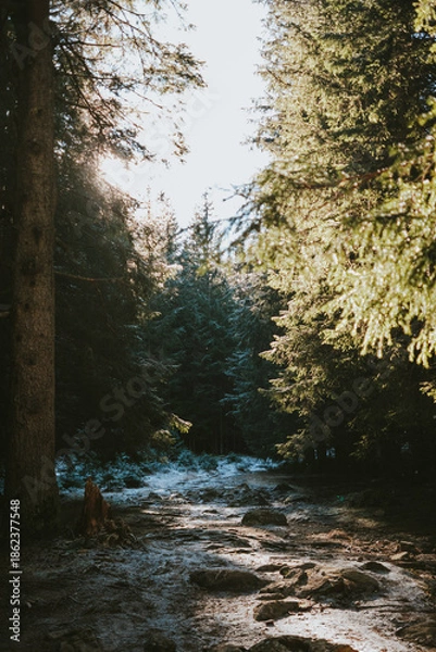 Obraz river in the forest