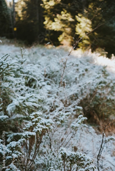 Obraz stream in the forest